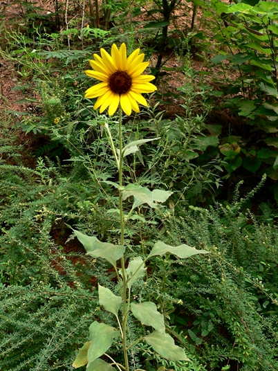 {Helianthus annuus}